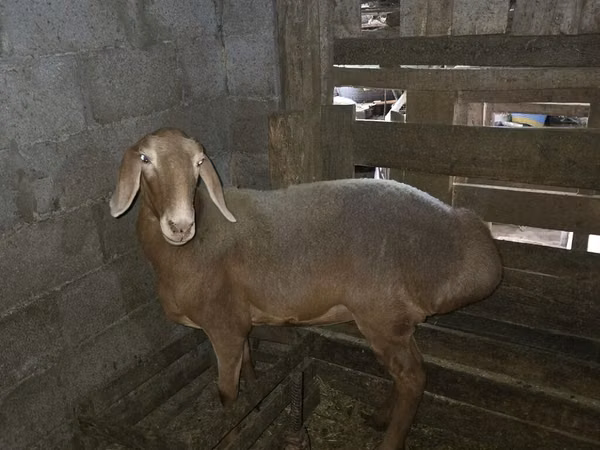 Qoʻy, Arashan sheep