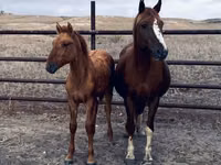 Hengst, Kazakh horse — Foto 7