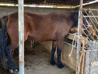 Caballo, Tatar horse — foto 4