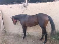 حصان, Thoroughbred horse — الصورة 5