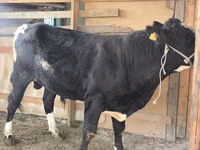 Bulle, Holstein-Rasse — Foto 2