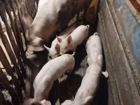 Schweine (Partie, Geschlecht nicht angegeben) — Foto 2