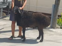 Carnero, Ovejas — foto 4