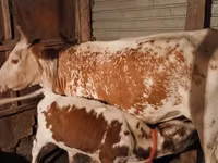 गाय, Latvian Blue cattle — फ़ोटो 1