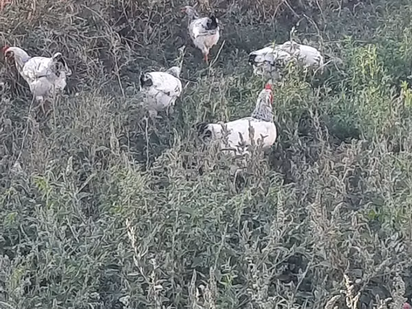 Chickens