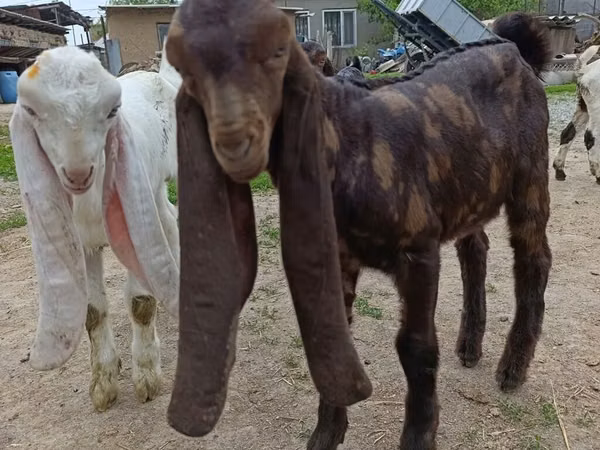 عنزة, Nubian Goat