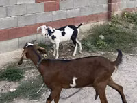 Ziege, Nubian Goat — Foto 3