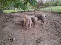 Eber, Schweine — Foto 3