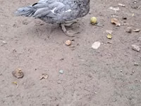 Ducks — फ़ोटो 8