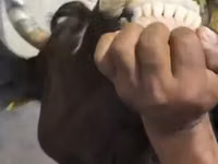 母牛, Cattle — 照片 2