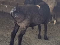 Widder, Hissar sheep — Foto 2
