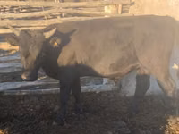 ثور, Simmental cattle — الصورة 2