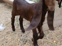 تيس, Nubian Goat — الصورة 2
