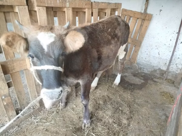 母牛, Cattle — 吉尔吉斯斯坦