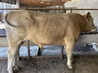 ثور, Swiss cattle — الصورة 1
