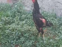 Chickens — foto 5