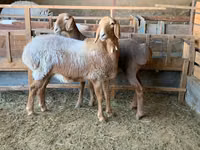Schaf, Arashan sheep — Foto 5