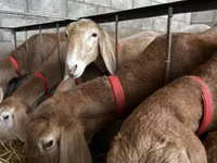 نعجة, Arashan sheep — الصورة 6
