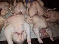 Vindem carne de curcan/curci — Foto 4
