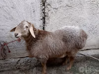 Widder, Rhon sheep — Foto 3