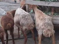 Schaf, Schafe — Foto 5