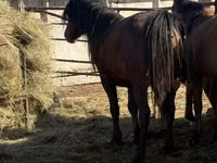 Hengst, Mugalzhar horse — Foto 3