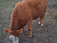 母牛, Swiss cattle — 照片 1