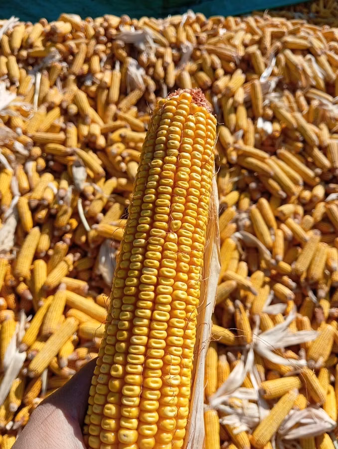 Кукуруза 🌽🌽🌽🌽 кукуруза 🌽🌽🌽🌽 кукуруза кукуруза жугору мака