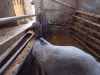 كبش, Rhon sheep — الصورة 3