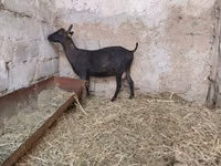 Ziege, Murcia-Granada goats — Foto 6