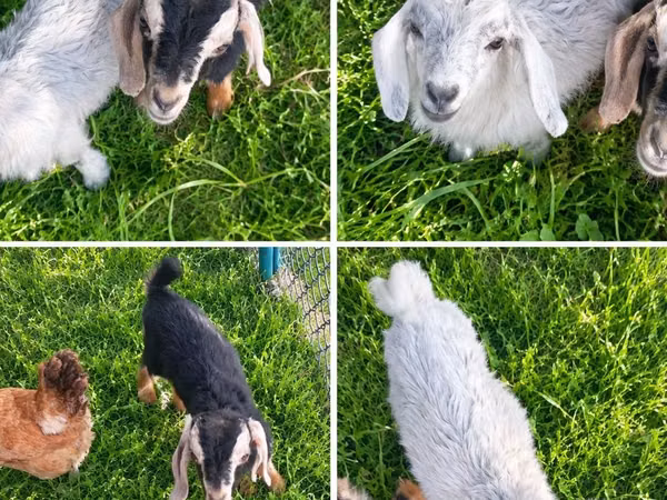 母山羊, Nubian Goat — 哈萨克斯坦