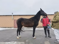 Stute, Akhal-Teke — Foto 2