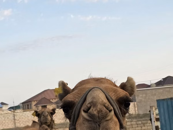 Kamelstute, Kazakh Bactrian camel
