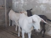 Ешкі, Saanen goat — 1-сурет
