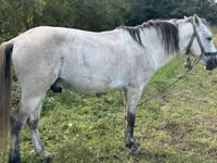 Hengst, Pferde — Foto 1