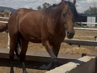 Toychoq, Thoroughbred horse — 2-rasm