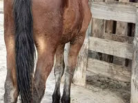 Caballo, Vladimir heavy draft — foto 4