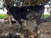 公牛, Cattle — 照片 2