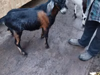 Ziegenbock, Nubian Goat — Foto 1