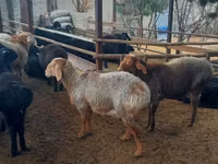 كبش, Arashan sheep — الصورة 4