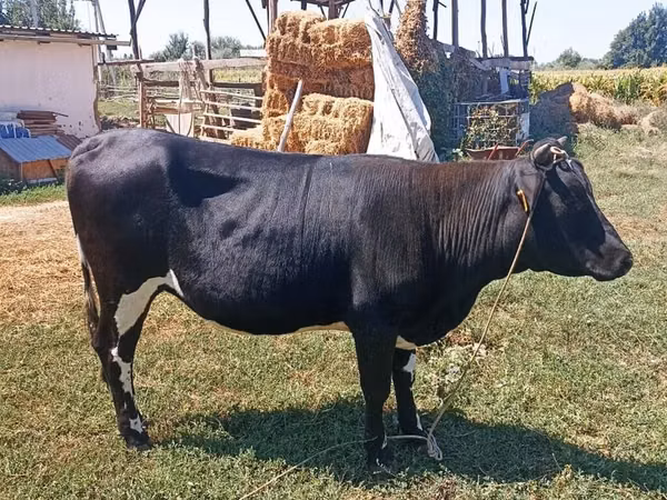 母牛, Holstein breed — 吉尔吉斯斯坦