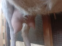 Ziege, Saanen goat — Foto 1