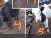 牛只（批次，未指定性别）, Simmental cattle — 照片 2