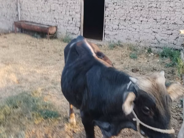 ثور, Swiss cattle