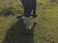 Kuh, Simmental cattle — Foto 2