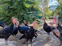 Turkeys — 6-rasm