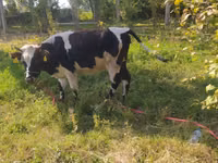 Vaca, Ganado vacuno — foto 6