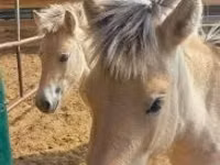 घोड़ी, lcelandic horse — फ़ोटो 3