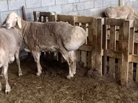 كبش, Rhon sheep — الصورة 6
