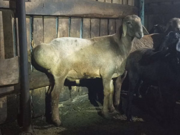 كبش, Hissar sheep — كازاخستان
